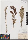 Foto von Salix aurita L. x Salix cinerea L.